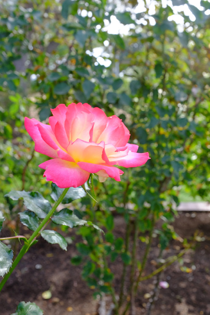 Roses In Balboa Park