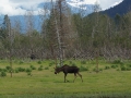 Alaskan Moose DSC00585