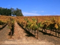 California Vineyard Paso Robles Fall
