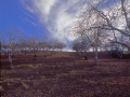 Fruit Trees Fall Paso Robles