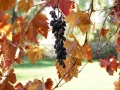 Central Coast Grapes On Vine In Fall