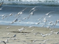 Birds Flying Away Torrey Pines Beach
