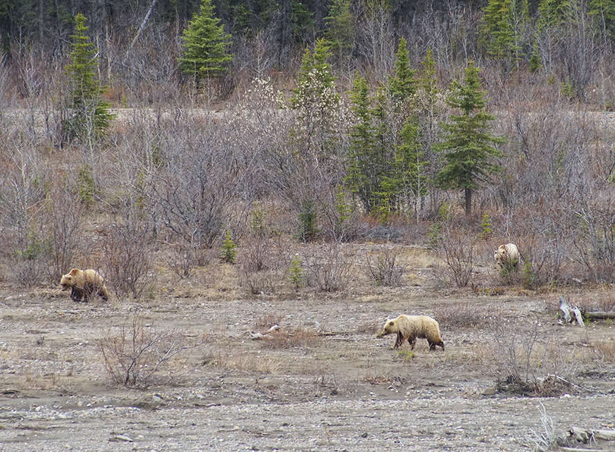 Grizzley Bears Denali National Park